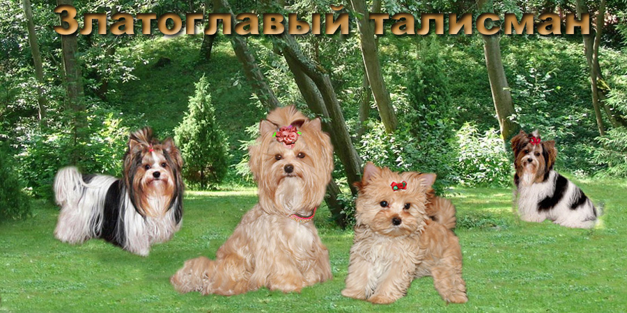 голддаст йорк